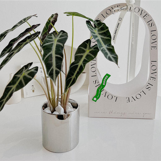 感谢栽培 · 盆栽 商品图1