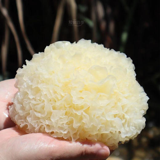 原生态·耳菇娘古田鲜银耳 10分钟出胶 20分钟炖糯 顺丰快达 商品图0