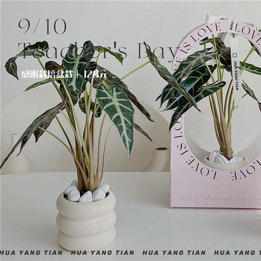 感谢栽培 · 盆栽 商品图0