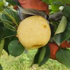 有机梨 | 多品种 香甜无渣 肉质饱满 滋润 |  基地直发包邮*Organic pears 商品缩略图1
