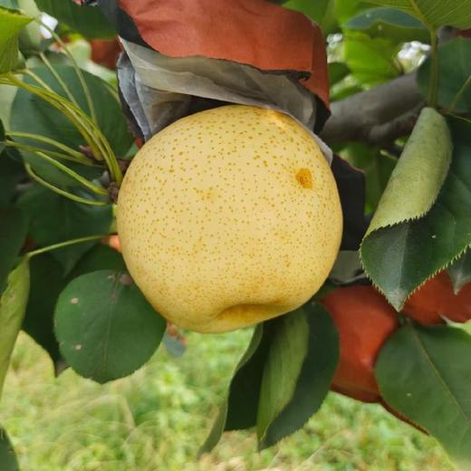 有机梨 | 多品种 香甜无渣 肉质饱满 滋润 |  基地直发包邮*Organic pears 商品图1