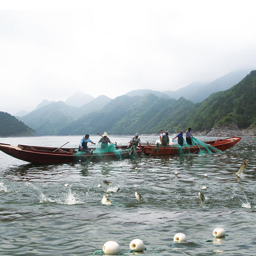 【掌柜推荐】2025年密云水库小众鱼提货卡 高端礼品卡提货券 鱼卡  水库鲤鱼、鳜鱼、武昌鱼  2种券可选 商品图6