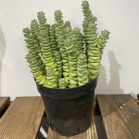 【绿植】多肉-钱串