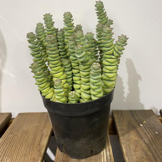 【绿植】多肉-钱串 商品图0