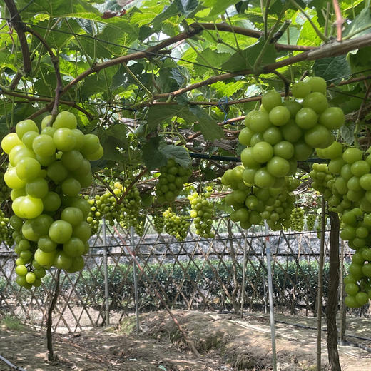 阳光玫瑰葡萄5斤装 商品图5