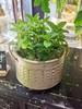 小提篮盆薄荷 商品缩略图0