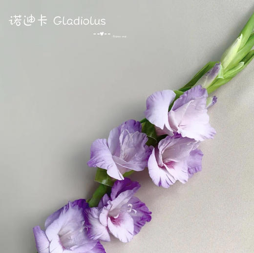 剑兰-诺迪卡 商品图1