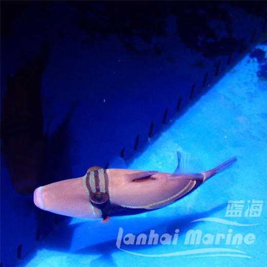 假鸳鸯炮弹 商品图4