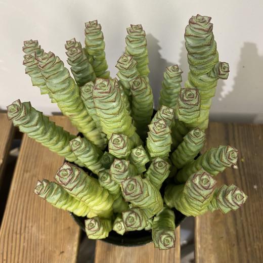 【绿植】多肉-钱串 商品图2