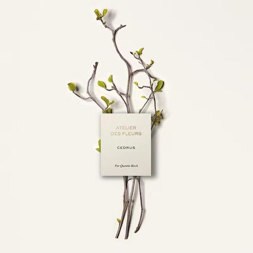 Chloe蔻依仙境花园系列香氛香水-北国雪松 商品图1