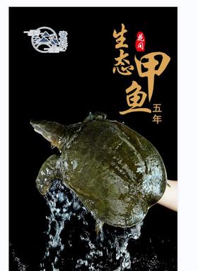 花间村纯野生甲鱼（五年以上，每只重1.8-2.2斤）