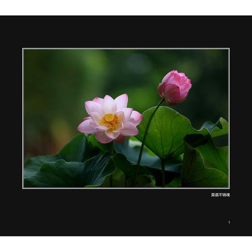 如荷知之/车双良/浙江大学出版社 商品图1