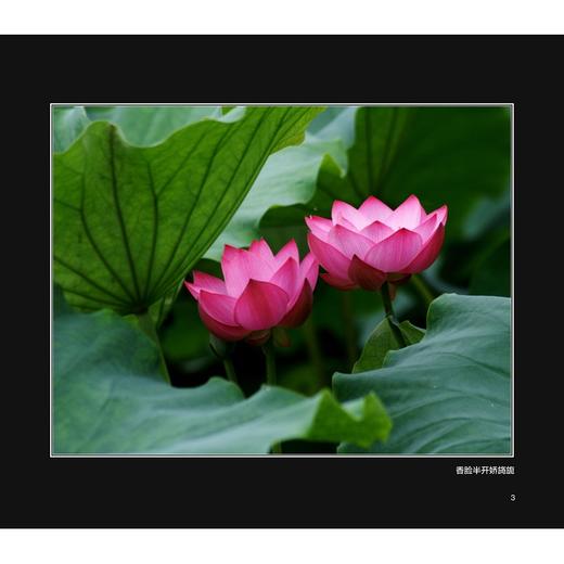 如荷知之/车双良/浙江大学出版社 商品图3