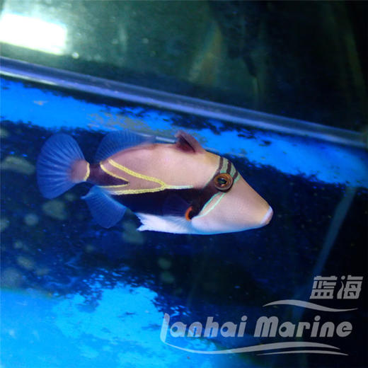 假鸳鸯炮弹 商品图1