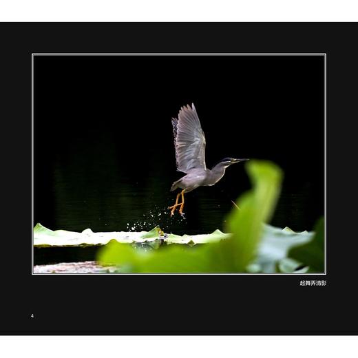 如荷知之/车双良/浙江大学出版社 商品图4