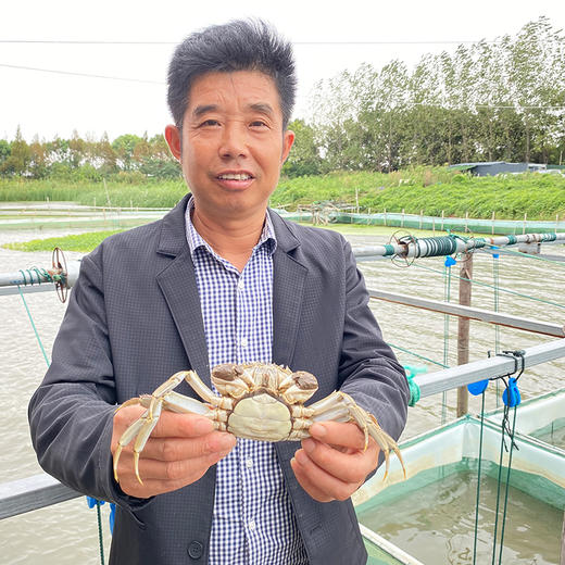 央视推荐的宋良良太湖蟹生态蟹大闸蟹 连续第9年和快抱粉相约 商品图4