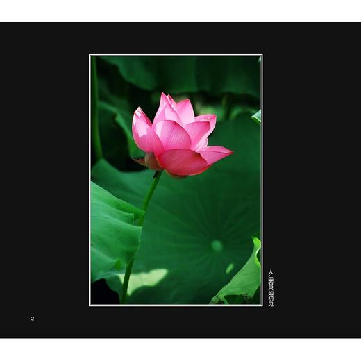 如荷知之/车双良/浙江大学出版社 商品图2