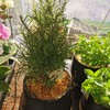 黑圆盆-迷迭香 商品缩略图0