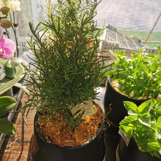 黑圆盆-迷迭香 商品图0