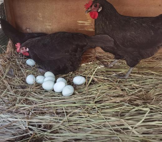 江西农业基地 散养五黑鸡绿壳 青皮土鸡蛋 30个/盒 商品图2