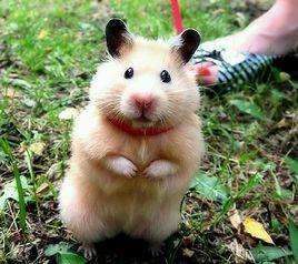 金丝熊 商品图0