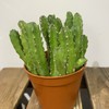 【绿植】多肉-犀牛角 商品缩略图0