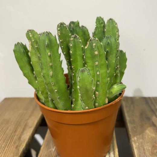 【绿植】多肉-犀牛角 商品图0