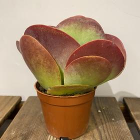 【绿植】多肉-唐印