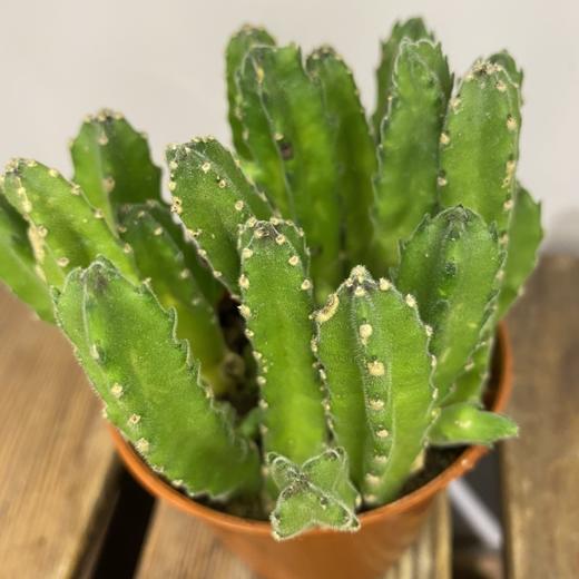 【绿植】多肉-犀牛角 商品图2