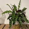 【绿植】豹纹竹芋 商品缩略图0