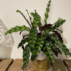 【绿植】豹纹竹芋