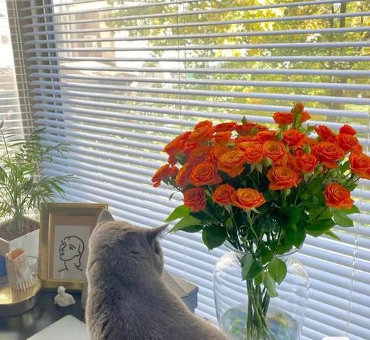 橙色芭比多头玫瑰（3枝） 商品图0