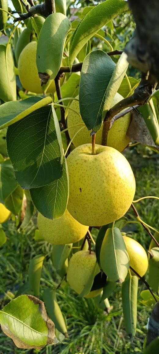 XZG-山西大黄梨（冰糖蜜梨） 4斤+-0.05/份～16元 本次买4斤送1斤 商品图0