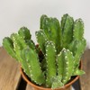 【绿植】多肉-犀牛角 商品缩略图1