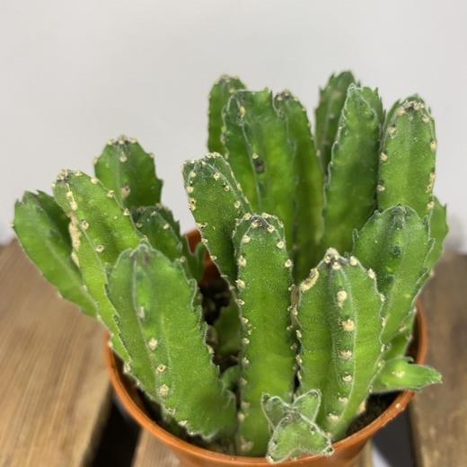 【绿植】多肉-犀牛角 商品图1