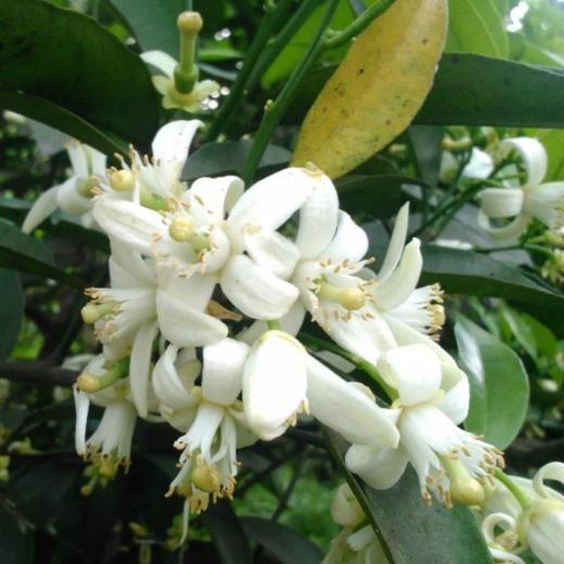 三峡农家橙花蜜自产成熟橙子蜜柑橘花蜜500克橙花蜜正宗蜜 商品图4