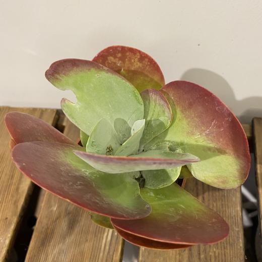 【绿植】多肉-唐印 商品图2