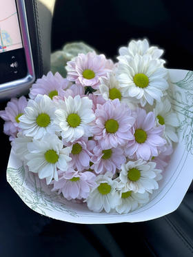 恋爱这件小事【你来了，爱也来了】简小姐精选治愈双色小雏菊 恋爱这件小事  2件包邮 下单7天内发货