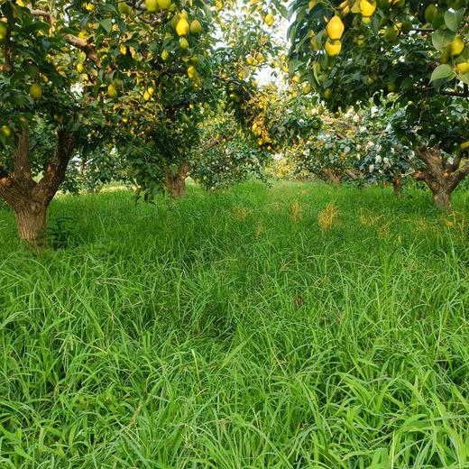 大生哥的饶阳皇冠梨 自然农法种植 梨香纯净 细腻清甜（衡水顺丰发货） 商品图5