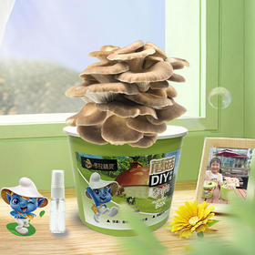 考拉精灵蘑菇盒子可食用diy菌棒菌种子秀珍菇家庭种植包（2桶）