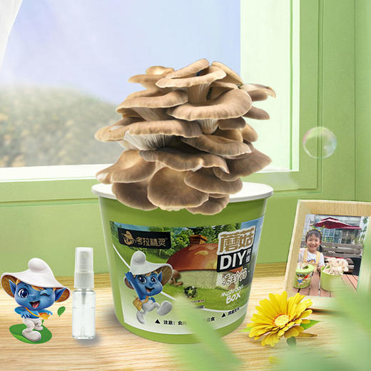 考拉精灵蘑菇盒子可食用diy菌棒菌种子秀珍菇家庭种植包（2桶） 商品图0