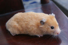 金丝熊 商品图2