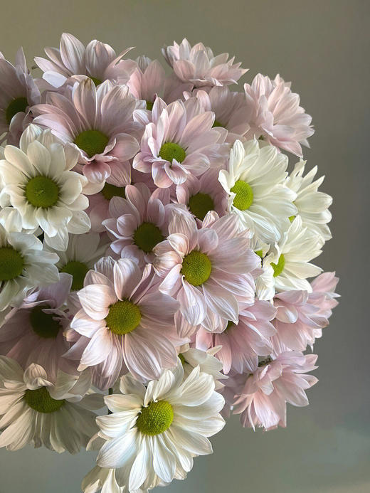 恋爱这件小事【你来了，爱也来了】简小姐精选治愈双色小雏菊 恋爱这件小事  2件包邮 下单7天内发货 商品图4