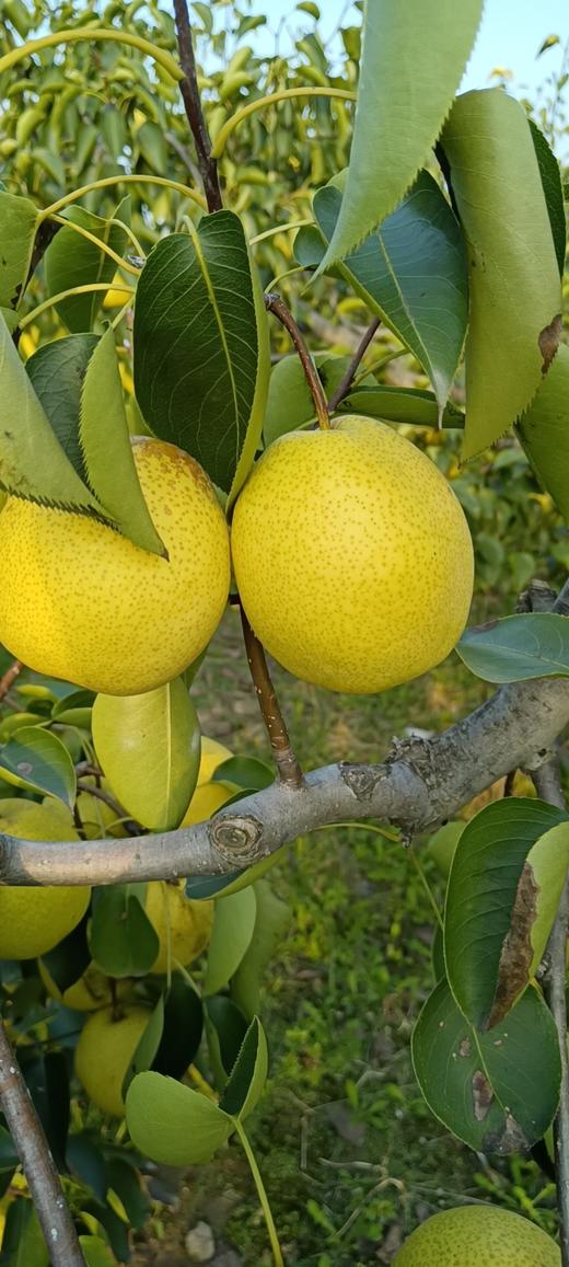 XZG-山西大黄梨（冰糖蜜梨） 4斤+-0.05/份～16元 本次买4斤送1斤 商品图1