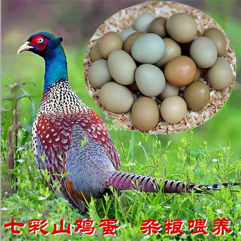 【七彩山鸡蛋】30枚/60枚 礼盒装