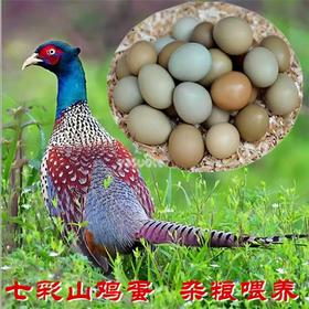 【七彩山鸡蛋】30枚/60枚 礼盒装