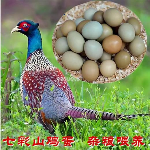 【七彩山鸡蛋】30枚/60枚 礼盒装 商品图0