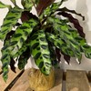 【绿植】豹纹竹芋 商品缩略图2