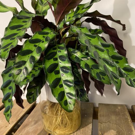 【绿植】豹纹竹芋 商品图2