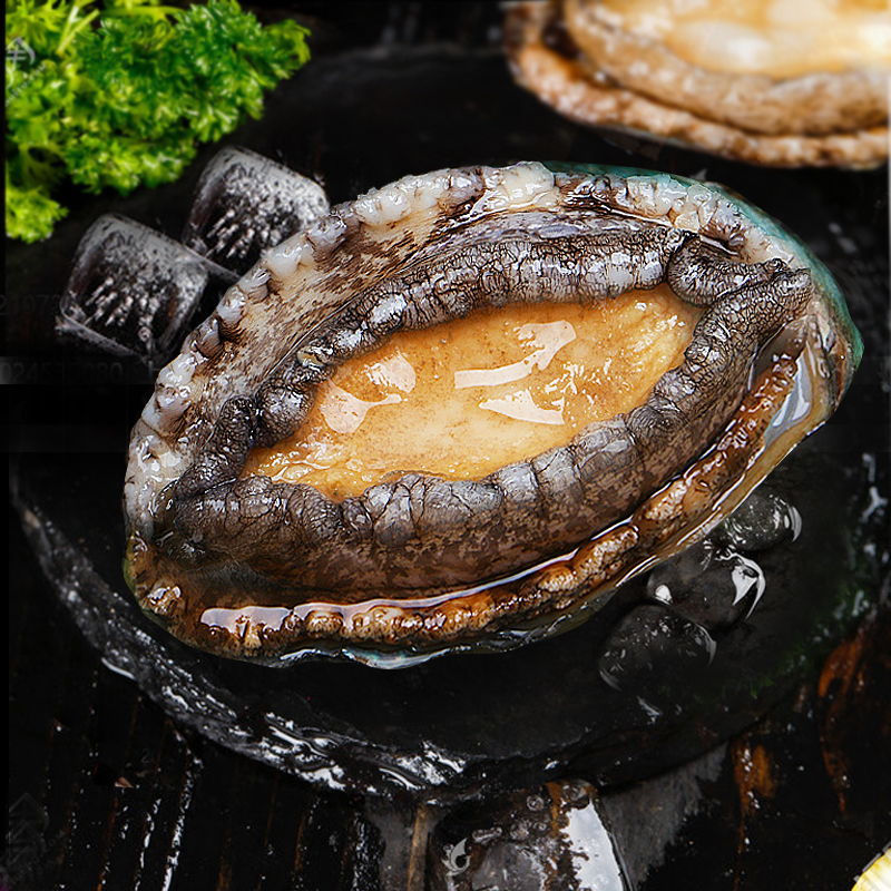 新鲜鲍鱼海鲜水产鲜活特大鲍鱼非小鲍鱼2斤